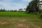 Les rizières croisées sur la route, d'un vert encore tout à fait éclatant.